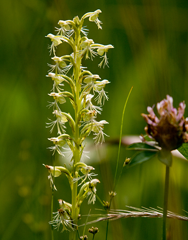 a more yellow form than usual