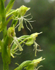 flower up close