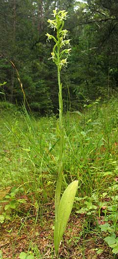 note stem leaves and basal leaf