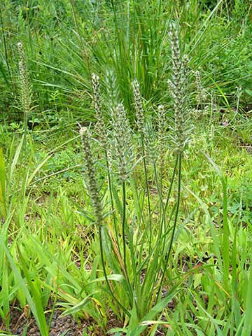 the entire plant