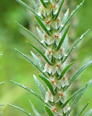 close up of the flowers