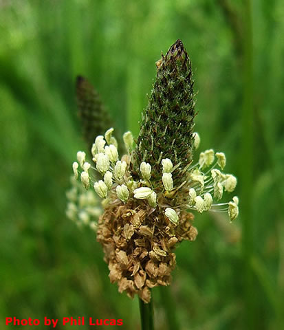 close up of the flower head