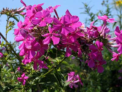bright red flowers