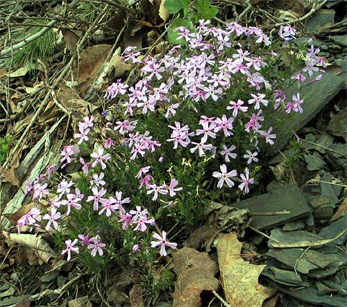 a typical clump