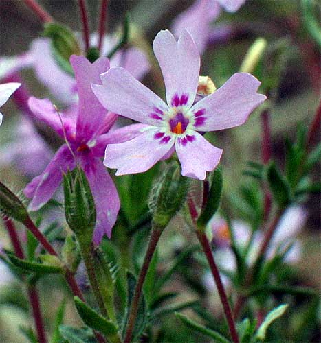 flower up close