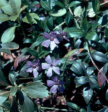 low plant with blue flowers