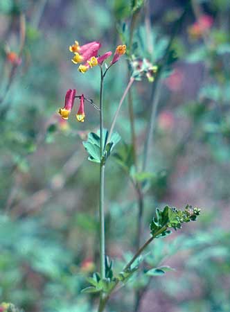 close up of flowers