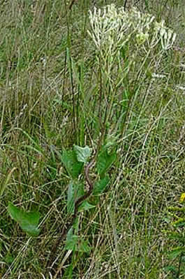 leaves and flowers