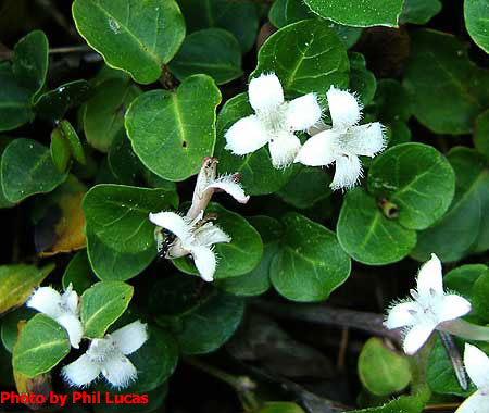 distinctive ground cover