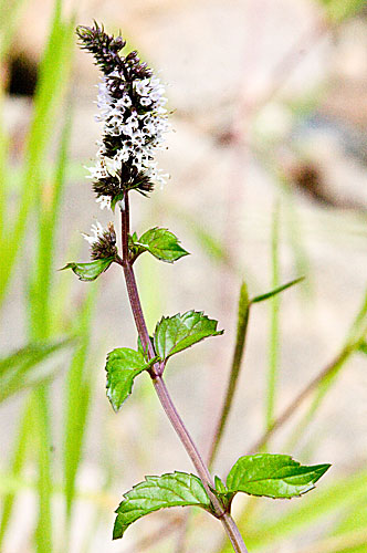 leaves and flowers