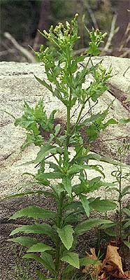 the entire plant