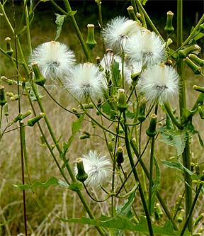 seeds
