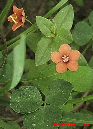close up of the flower