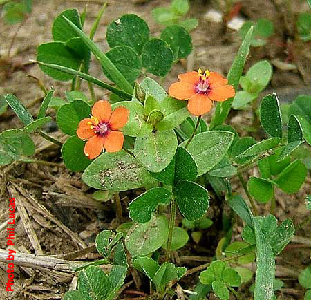 the entire plant