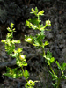 another view of entire plant