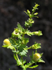 closer view of plant