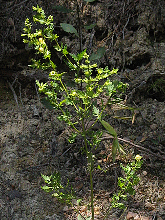entire plant small leaves