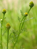 close view of flower head