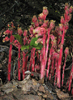 a cluster of the red form some in seed