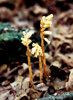 a cluster of the yellow form