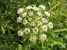 close up of the umbel