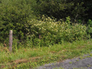 a large clump along the road