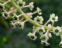 close up of the flowers
