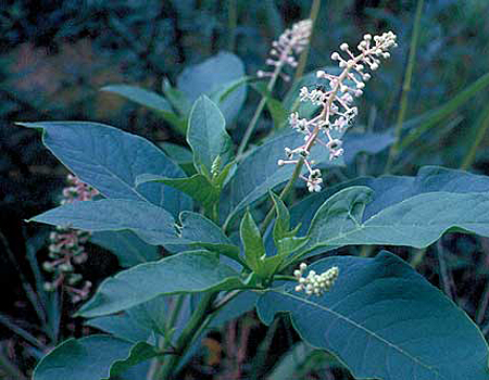 flowers and leaves