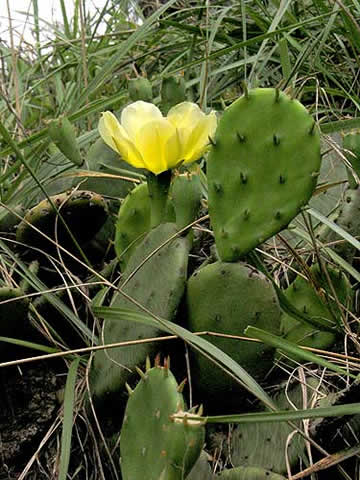 the prickly plant