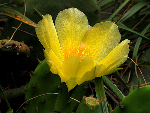 the bright flower up close