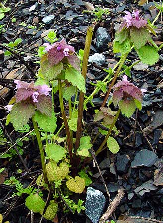 the small plants in typical color