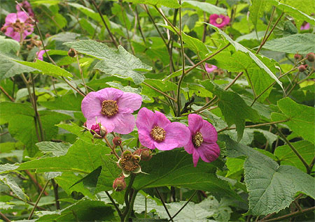 flowers and typical leaves