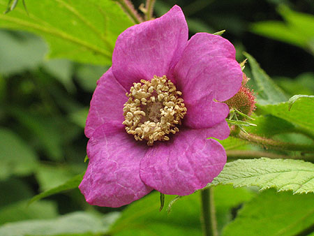 the flower up close