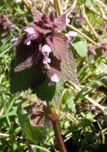 a closer look at the flower