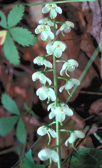 the flower stalk