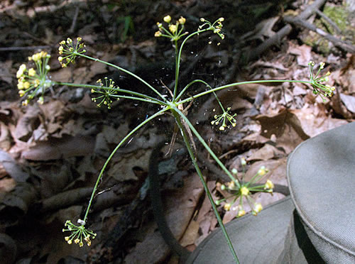 a skimpy flower umbel