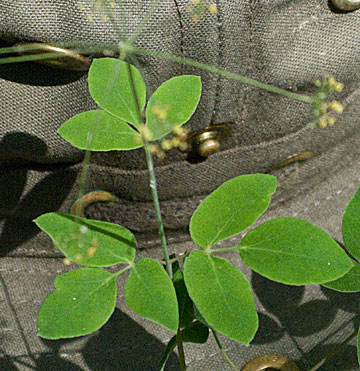 close look at the leaves