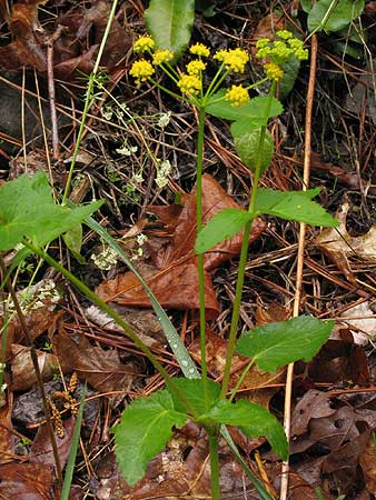 flowers and leaves