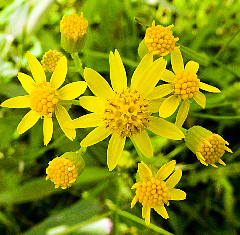 the flower head up close