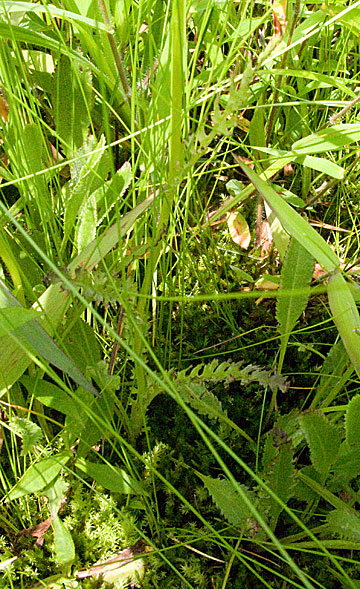stem and basal leaves