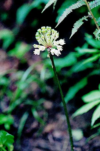 the flower umbel