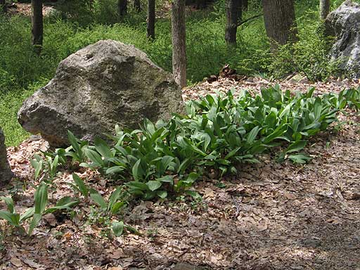 a grouping of plants