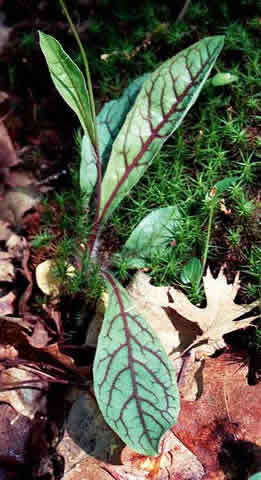 the leaves