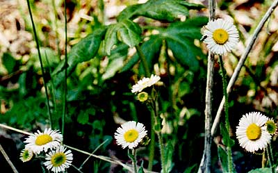 daisy-like flowers up close