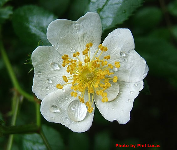 the flower up close