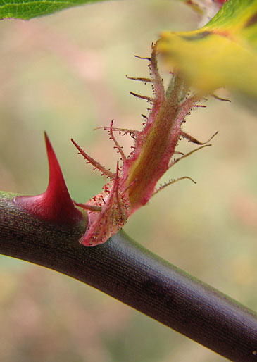 characteristic wing at base of leaf