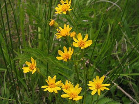flowers up close