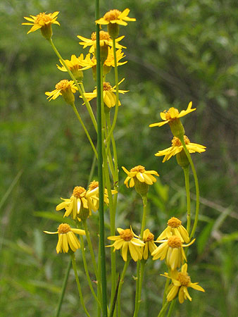 more close up flowers