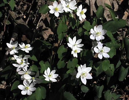 a grouping of plants