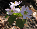 cluster of pink form